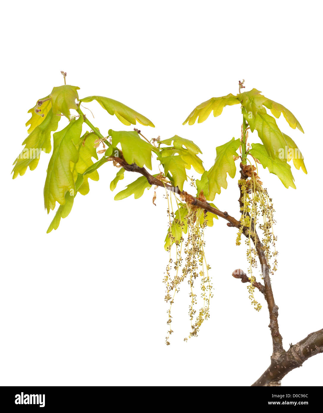 oak branch with young leaf and catkin Stock Photo
