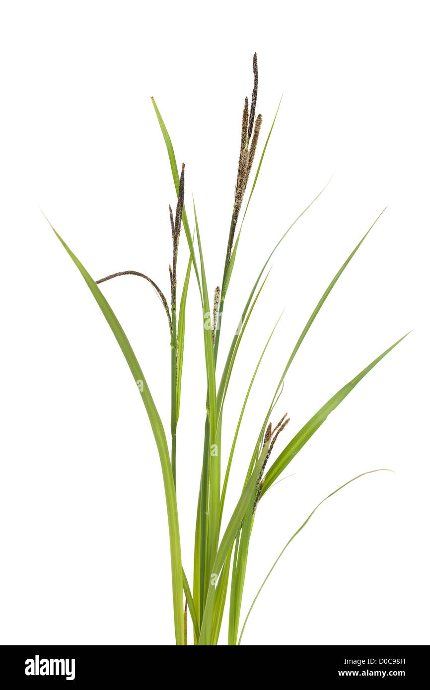 little tuft grass sedge on white background Stock Photo