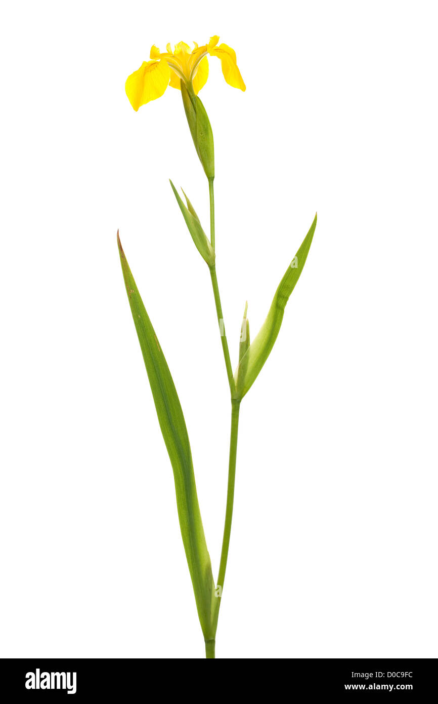 yellow iris on stem on white background Stock Photo