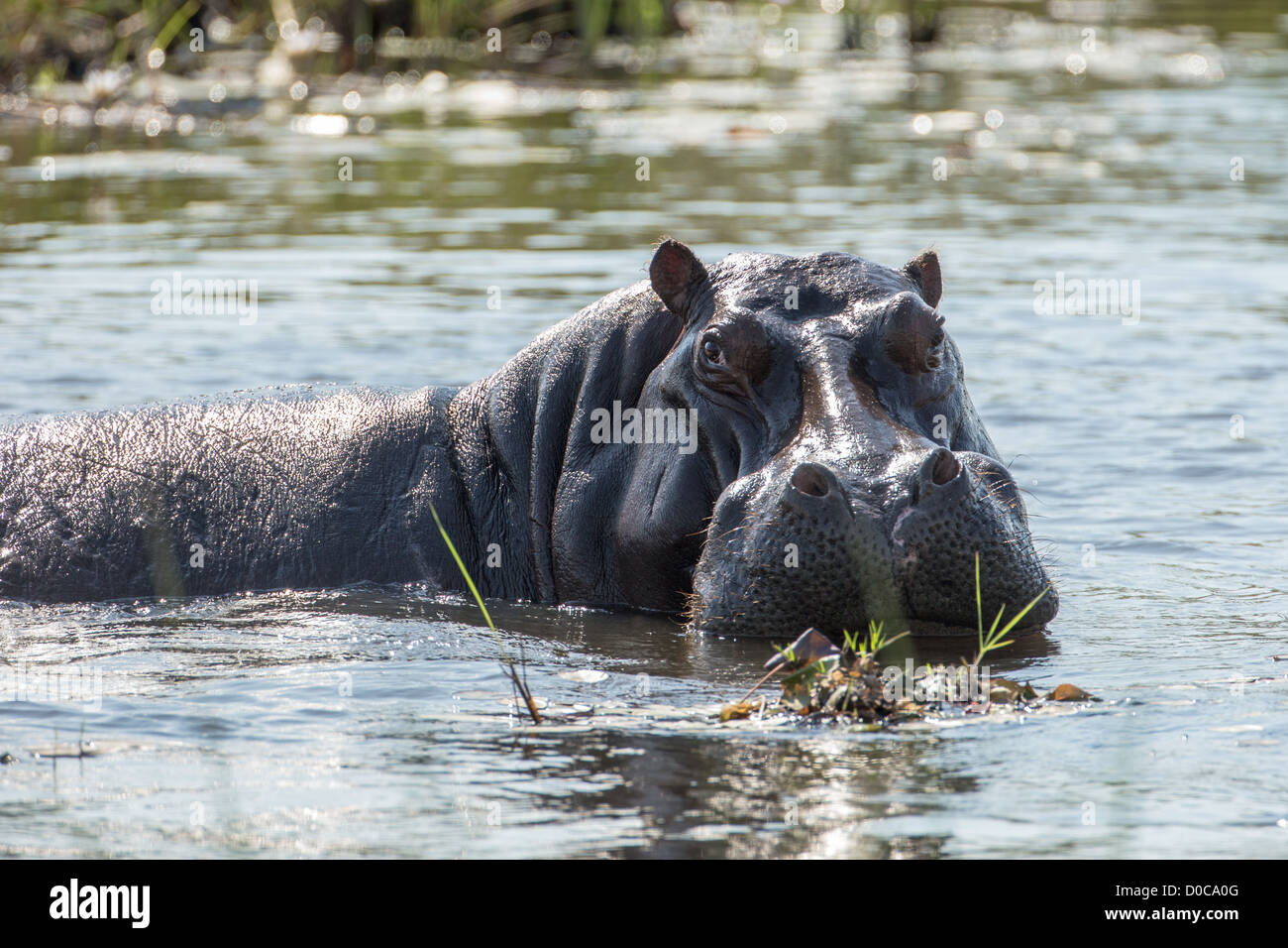 Hippopotamus (Hippopotamus amphibius) in the Mamili National Park, Namibia. Stock Photo