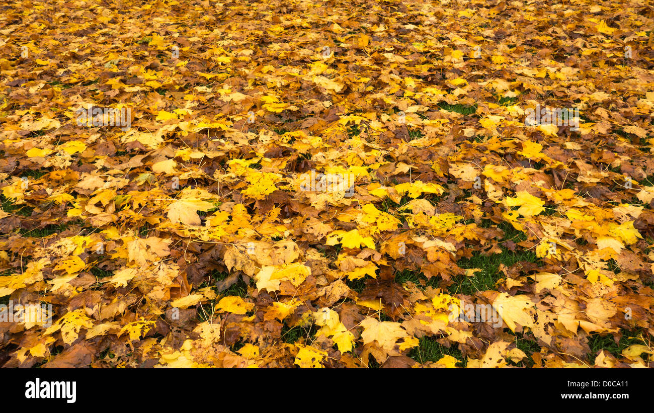 Yellow, russet, orange autumn leaves amassed on a green lawn. Stock Photo