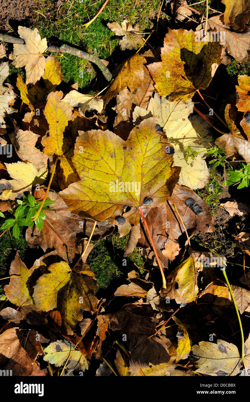 Autumn leaves uk ground hi-res stock photography and images - Alamy