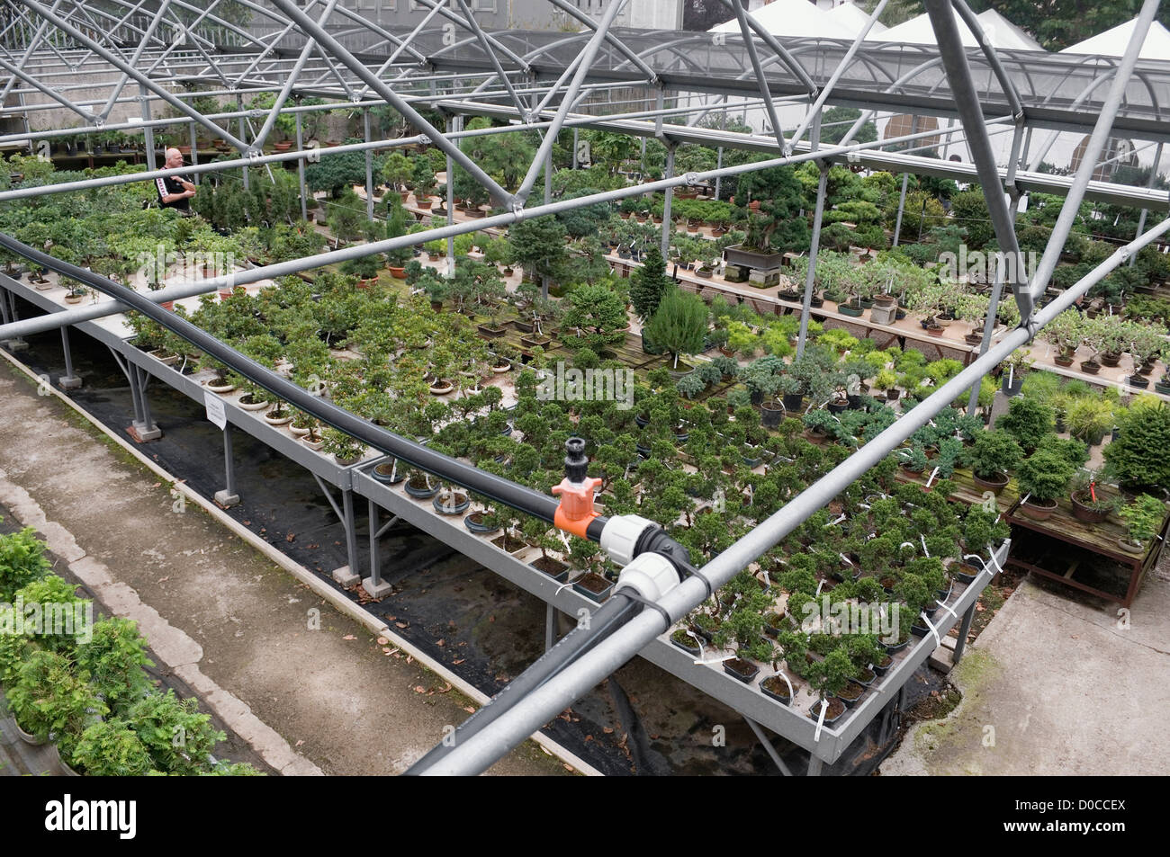 Bonsai trees in greenhouse Stock Photo Alamy