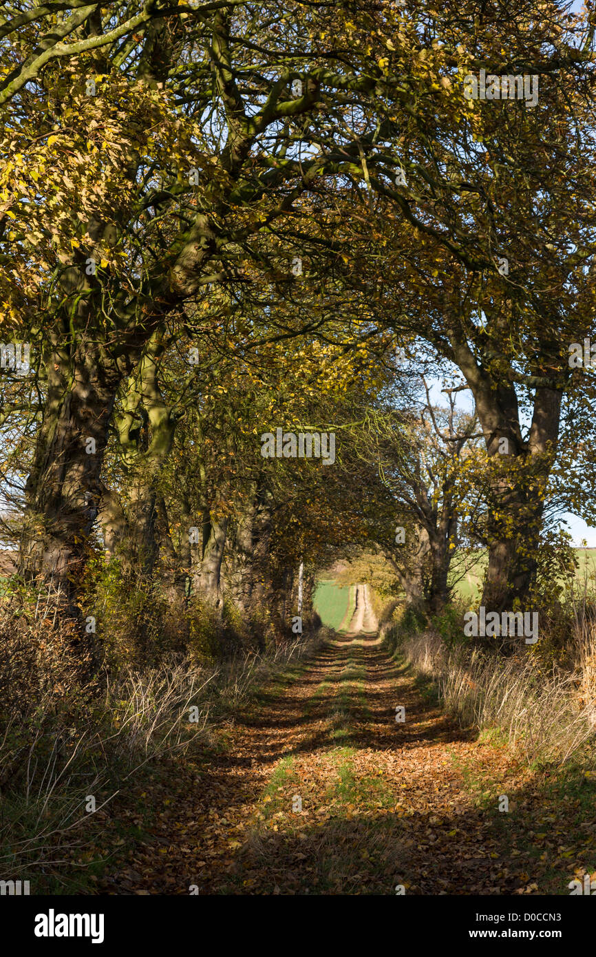 Painter David Hockney's tunnel of trees that appears in many of this ...