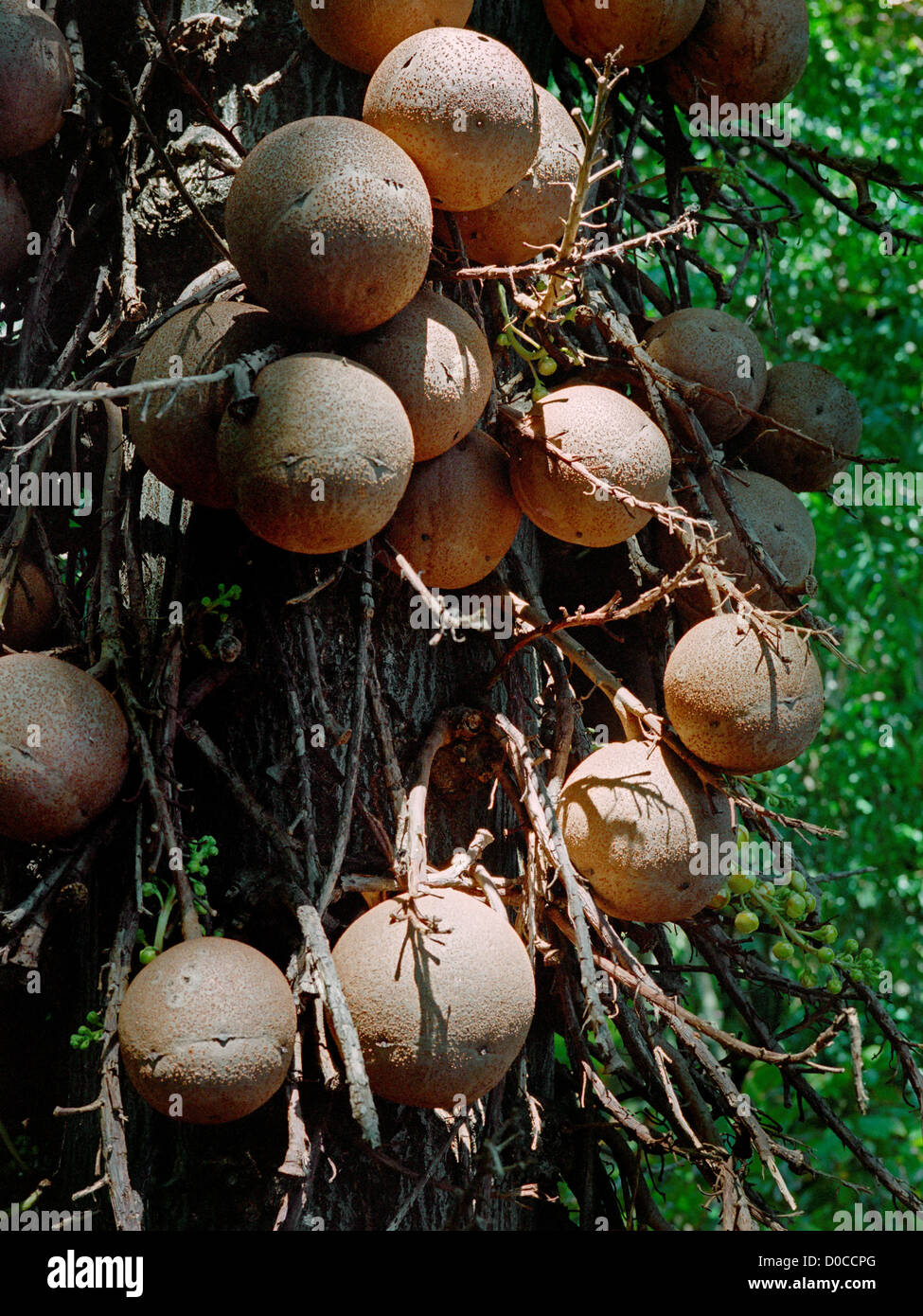 Cannonball Tree Fruit Stock Photo