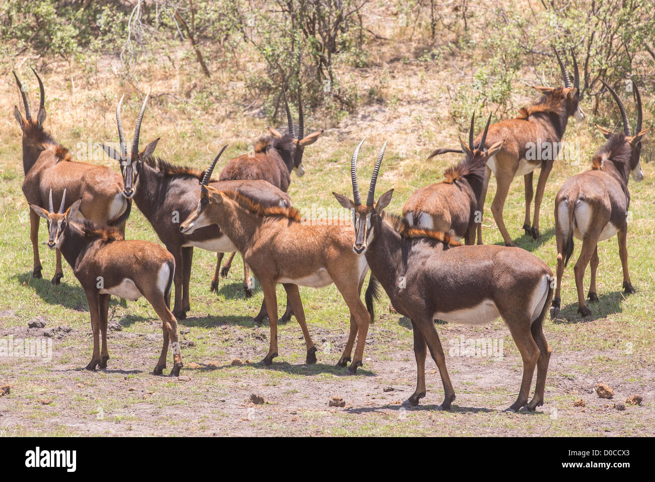 Sable antelope (Hippotragus niger) in the Babwata National Park, Namibia. Stock Photo