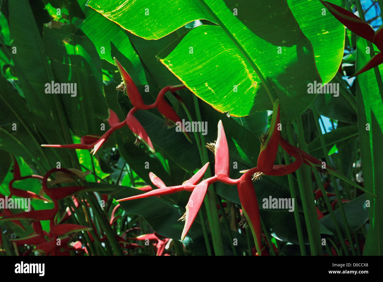 Heliconia Leaves and Flowers Stock Photo