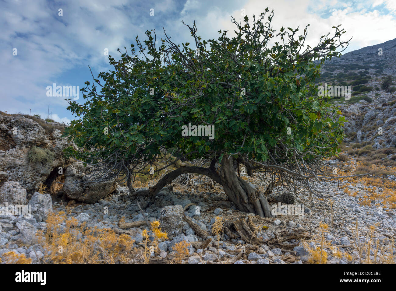 Old Fig tree, Kalymnos Greece Stock Photo Alamy