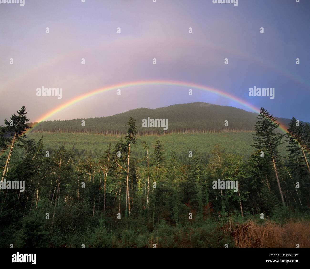 Double Rainbow Over a Clear Cut Stock Photo