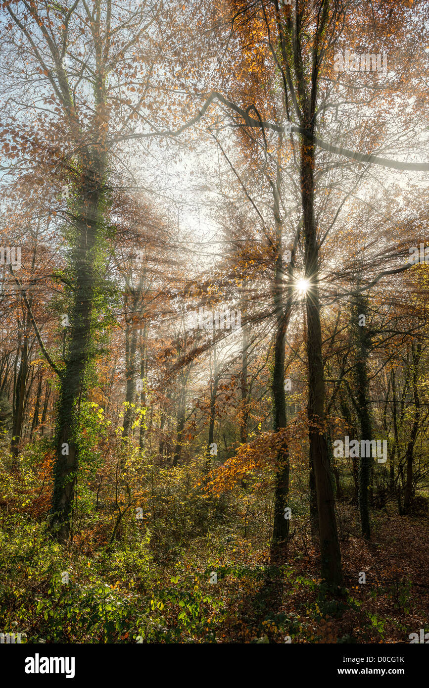 AUTUMN WOODLAND NEAR ITTON MONMOUTHSHIRE WALES UK WITH SUNLIGHT BURSTING THROUGH TREES Stock Photo