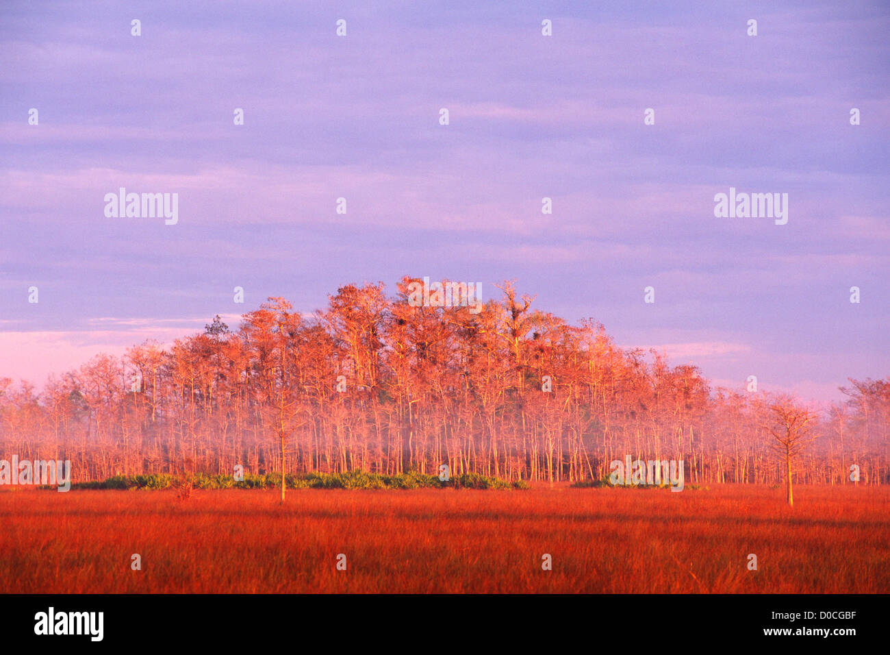 Dawn Light Casts a Warm Glow onto a Grove of Everglades Trees Stock ...