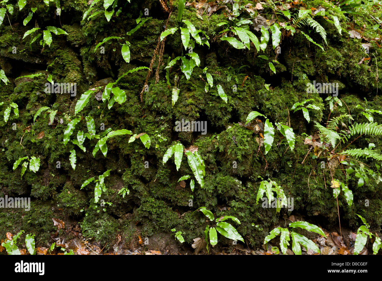 Wall covered with Hart's-Tongue fern (Asplenium scolopendrium), Exmoor National Park, Devon, England, UK Stock Photo