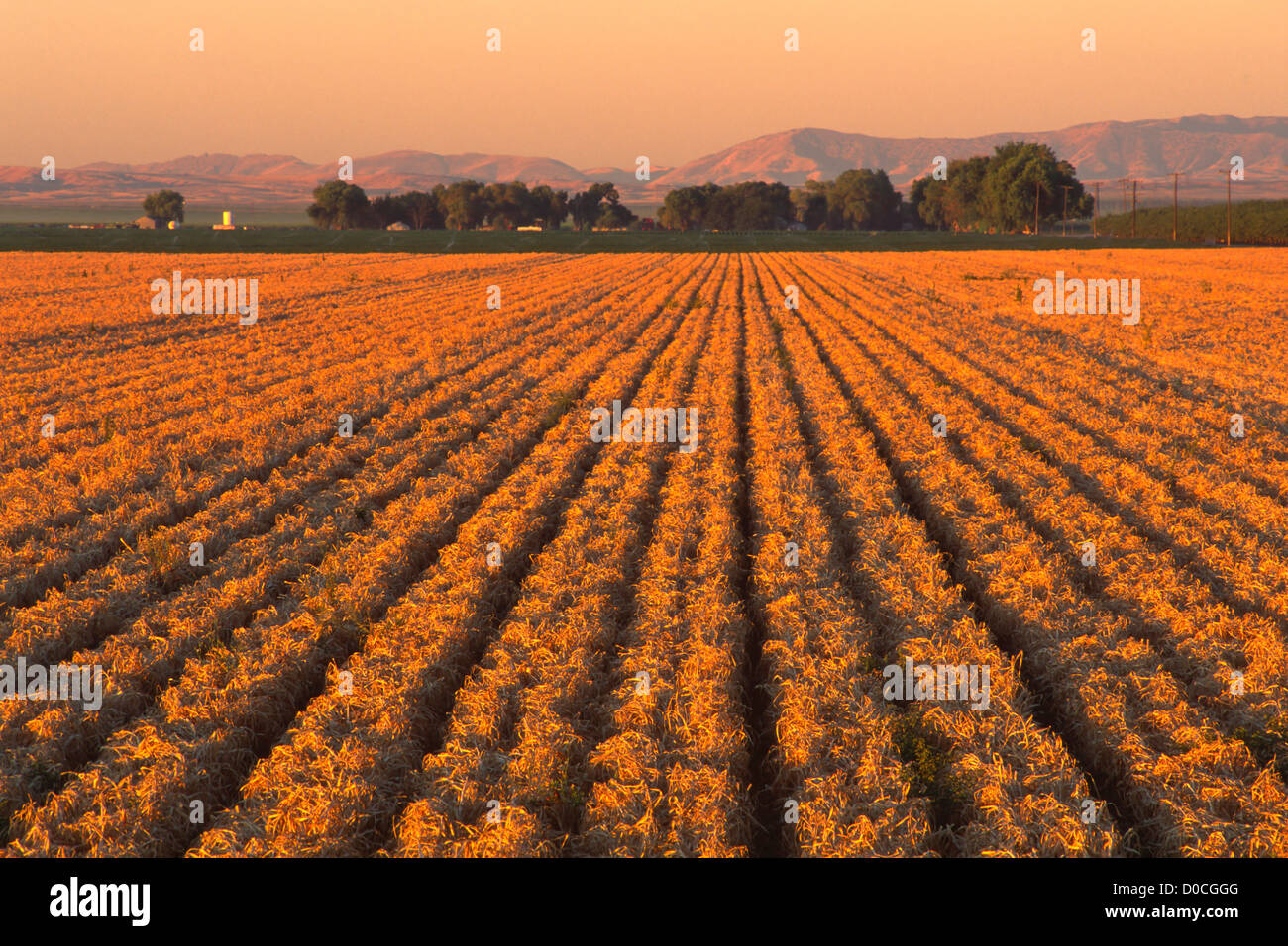 Parallel Rows of a Harvested Garlic Field Stock Photo