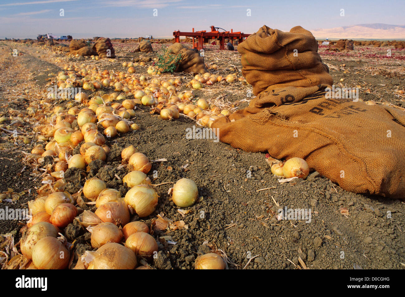 Central California Onion Harvest Stock Photo Alamy