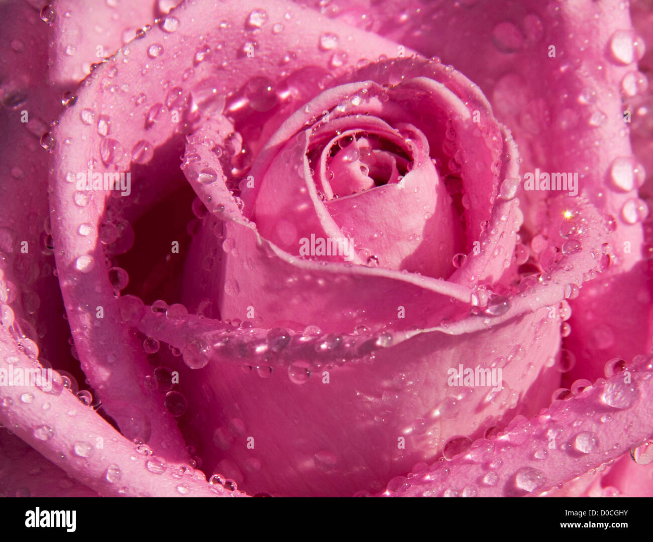 Rain drops enhancing the beauty of a pink Rose Stock Photo - Alamy