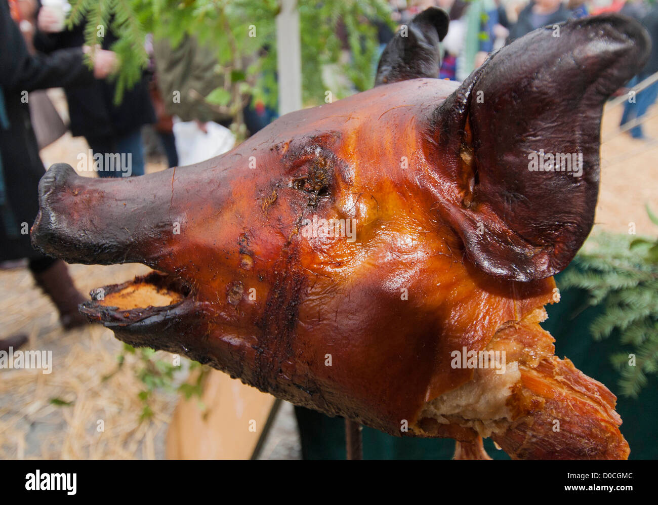 A spit roasted pig's head at the medieval food festival held within the grounds of Ludlow castle Shropshire Stock Photo
