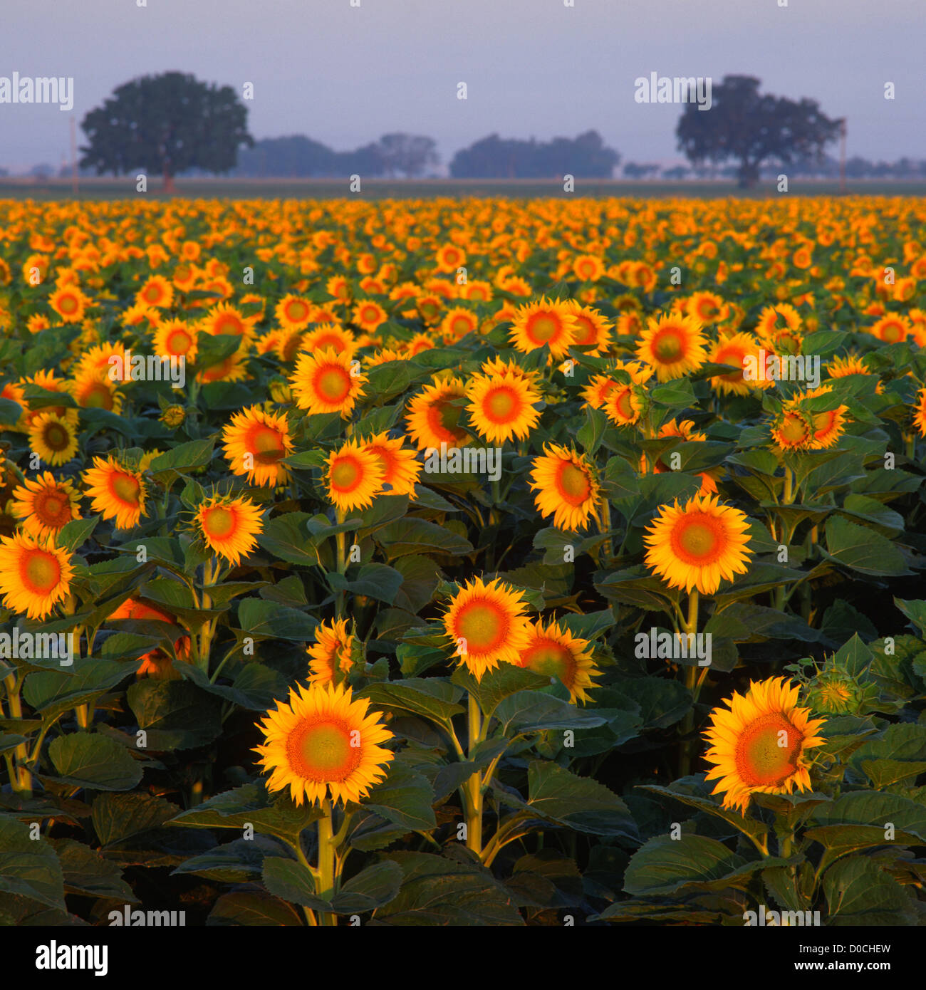 Field of Sunflowers Await the Morning Sun's Rays Stock Photo