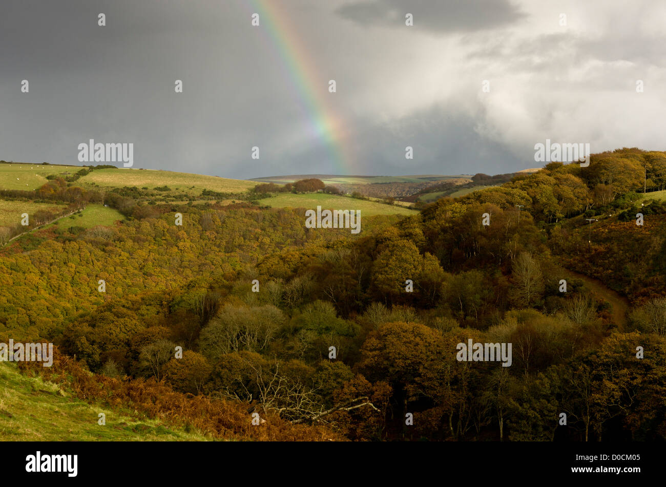 Rainbow over Oak and beech woodlands in autumn, in the East Lyn valley at Brendon, Exmoor National Park, Devon, England, UK Stock Photo