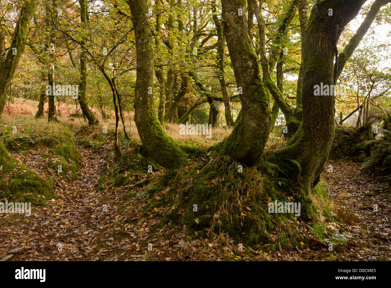 Old coppiced oaks on the boundary of Stock Common, near Lynton, Exmoor National Park, Devon, England, UK Stock Photo