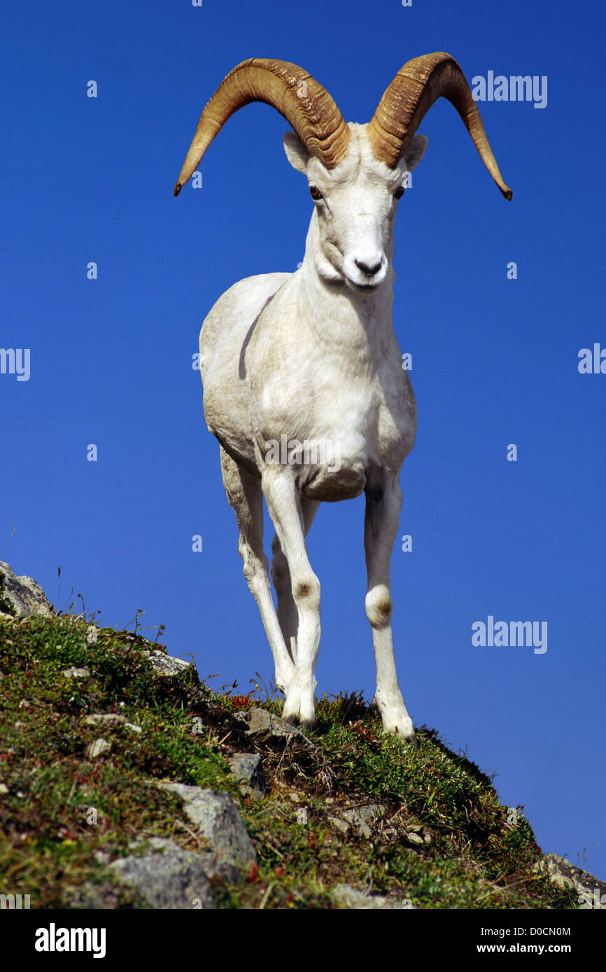 Strong Ram Of a strong ram hi-res stock photography and images - Alamy