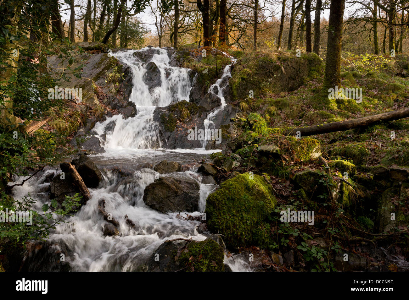Waterfalls on Tom Gill Beck, below Tarn Hows, in autumn, Lake District, Cumbria, England, UK Stock Photo