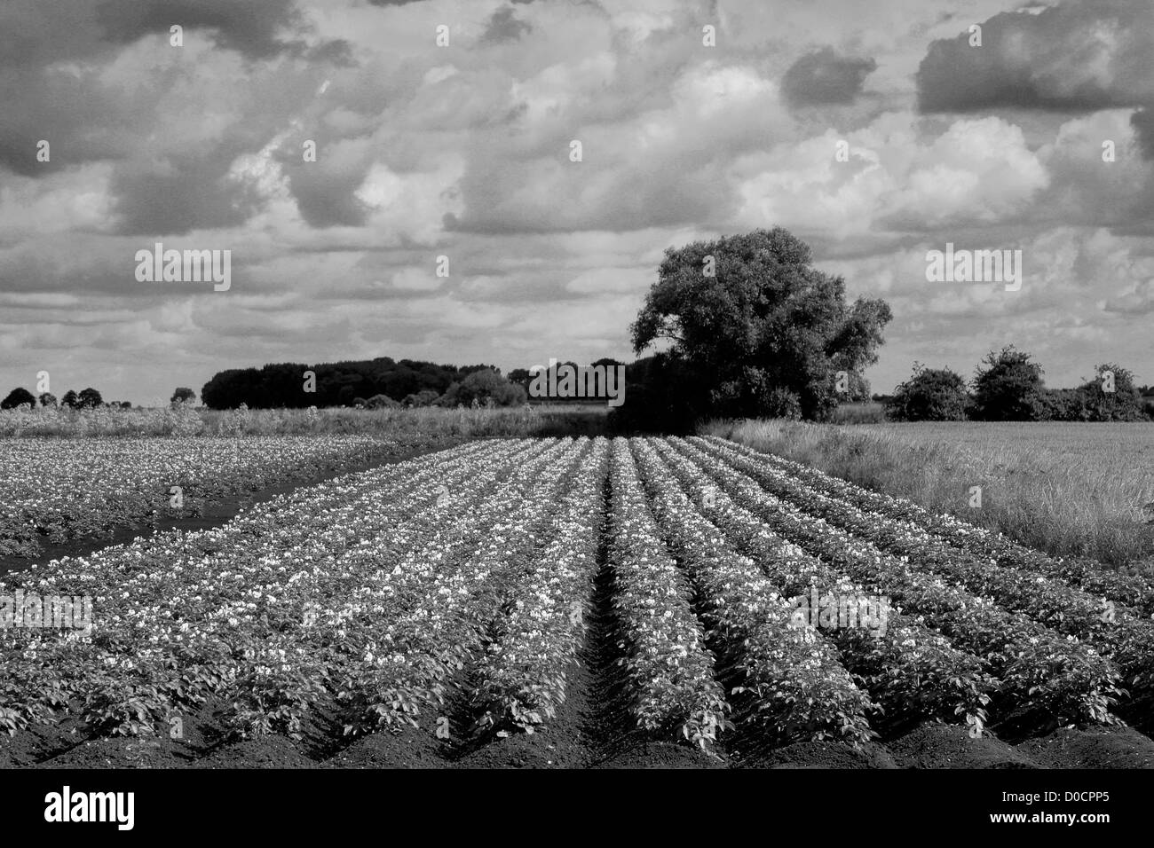 Black and white image, Fields of Potato crops, growing in a Fenland Field, Cambridgeshire, England Stock Photo