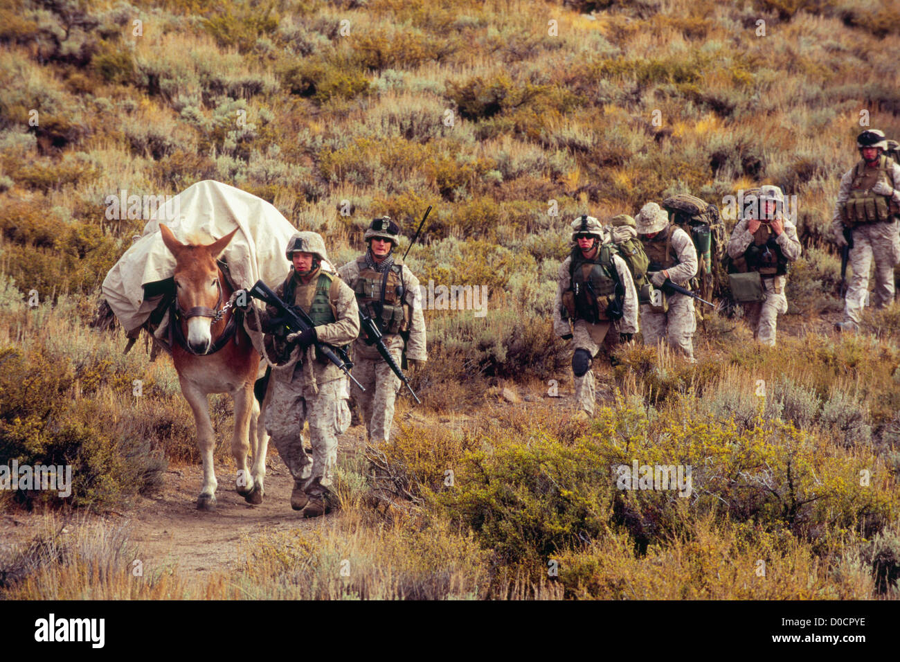 marines-lead-a-mule-down-a-dirt-path-D0CPYE.jpg