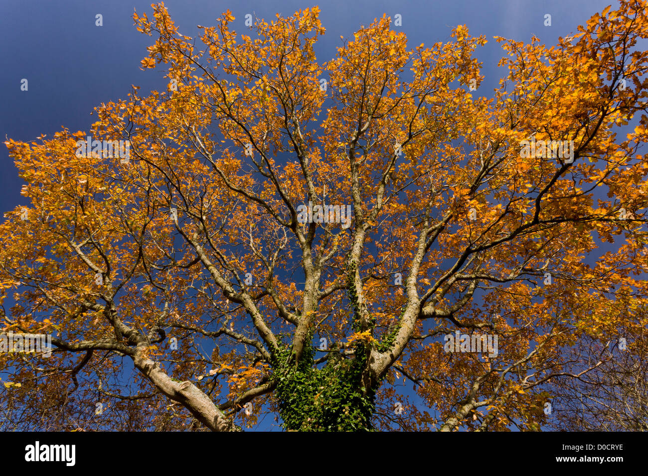 Common Oak (Quercus robur) in autumn foliage, Dorset, England, UK Stock Photo