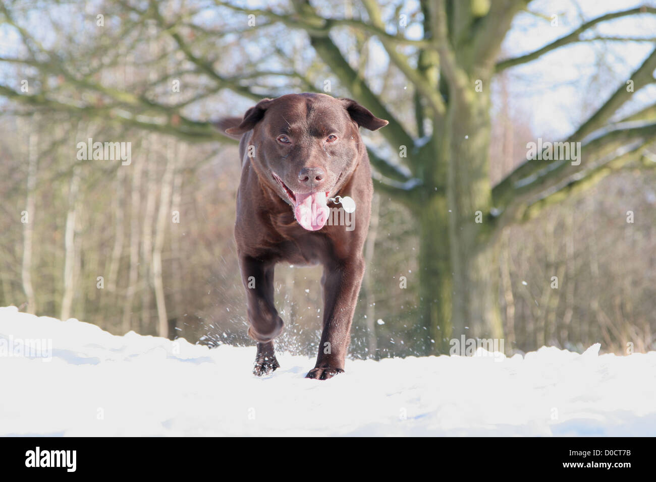 My Happy Chocolate Labrador running towards camera in snow Stock Photo