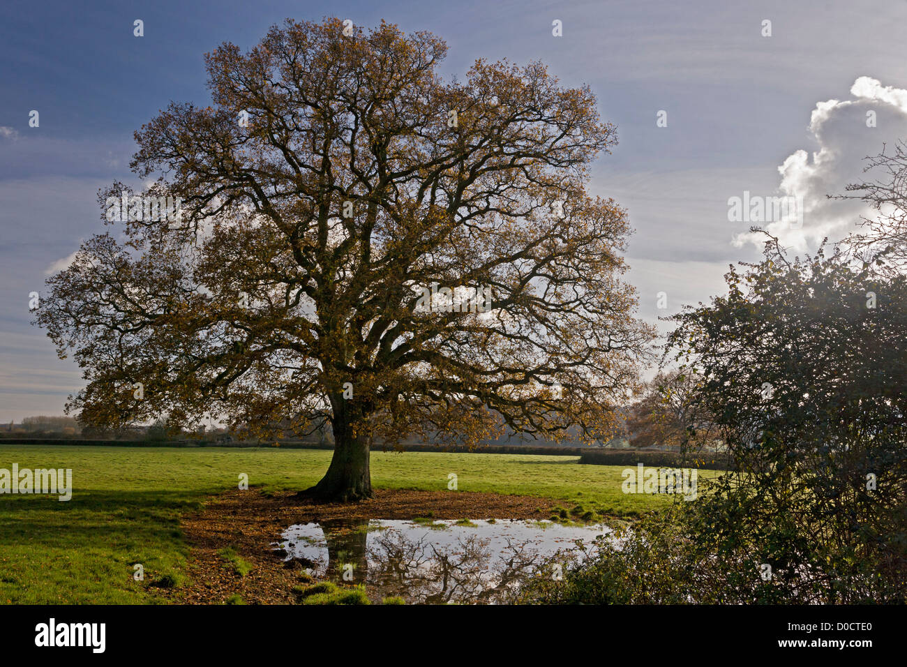 Farm pond in the Stour Valley, near Sturminster Newton, with common oak tree in autumn. Dorset, England, UK Stock Photo