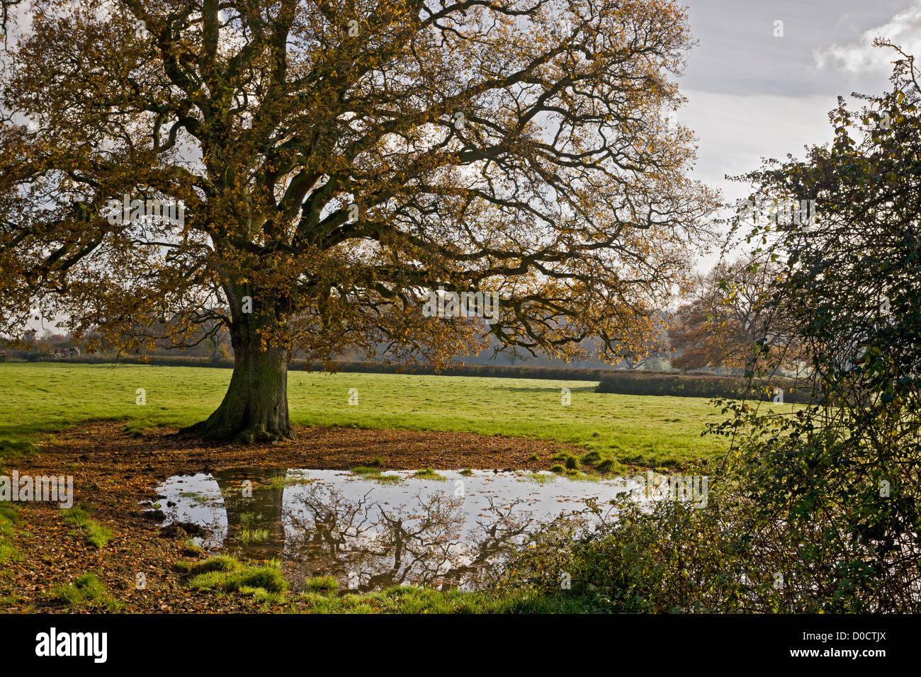 Farm pond in the Stour Valley, near Sturminster Newton, with common oak tree in autumn. Dorset, England, UK Stock Photo
