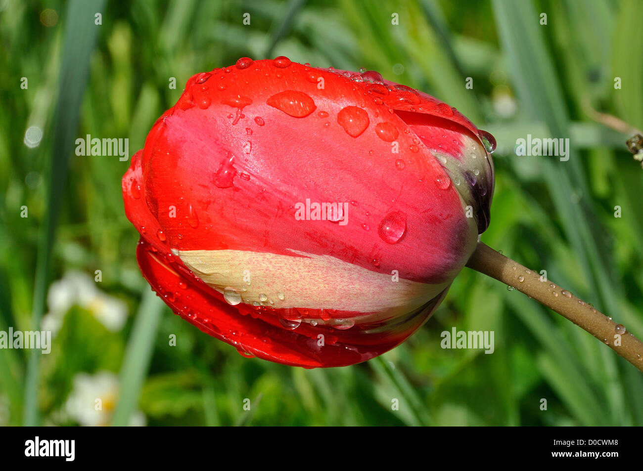 Darwin tulip (Tulipa) in bloom. Stock Photo