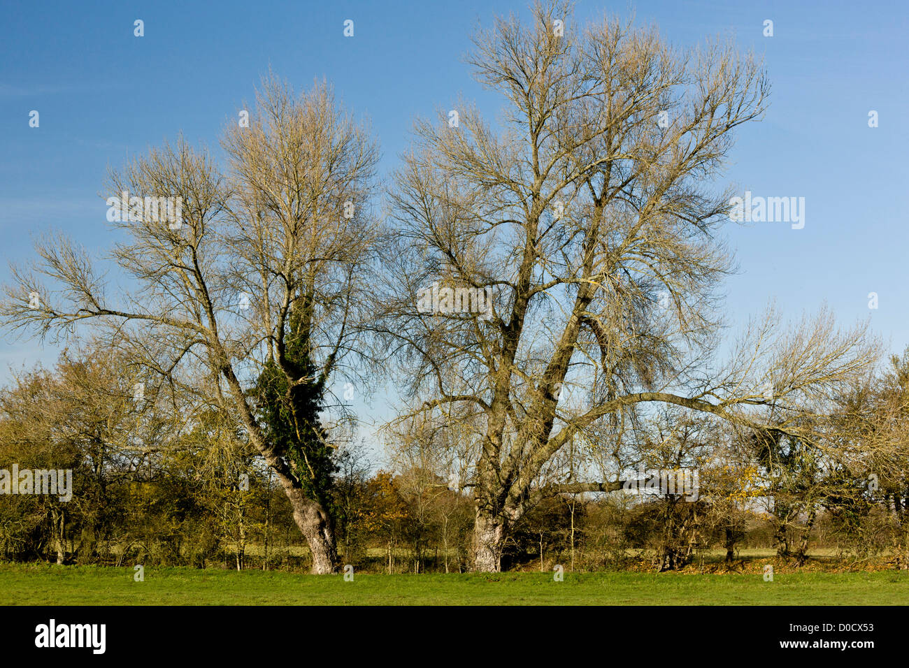Native Black Poplar (Populus nigra ssp.betulifolia) in hedgerow in autumn, Stour valley, Dorset