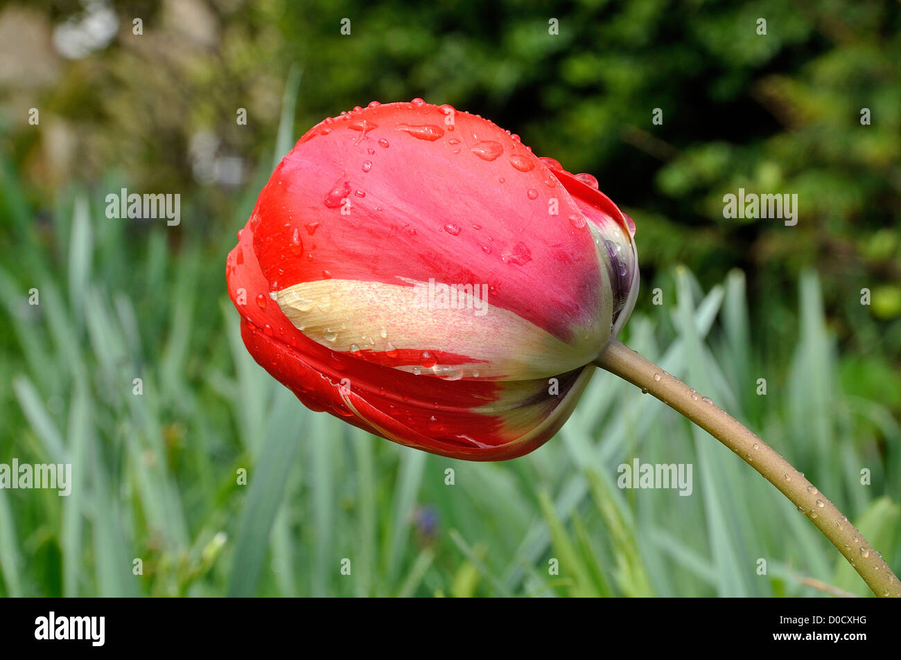 Darwin tulip (Tulipa) in bloom. Stock Photo