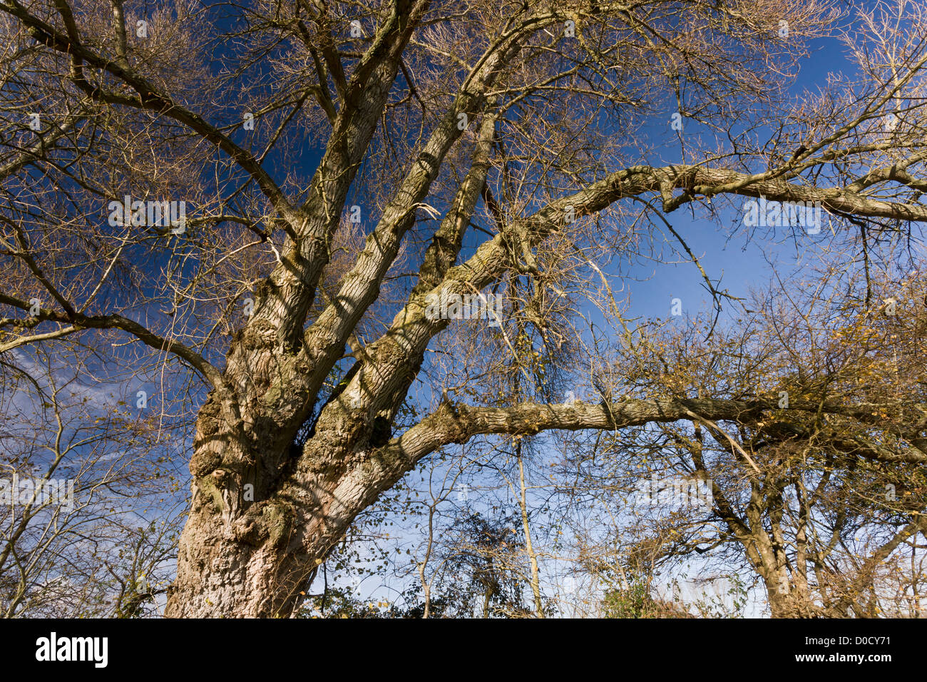 Native Black Poplar (Populus nigra ssp.betulifolia) in hedgerow in