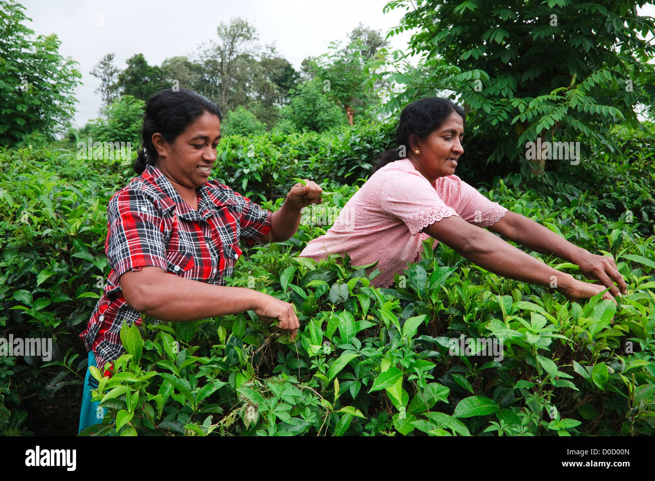 Two women picking tea leaves at a plantation, Sri Lanka Stock Photo