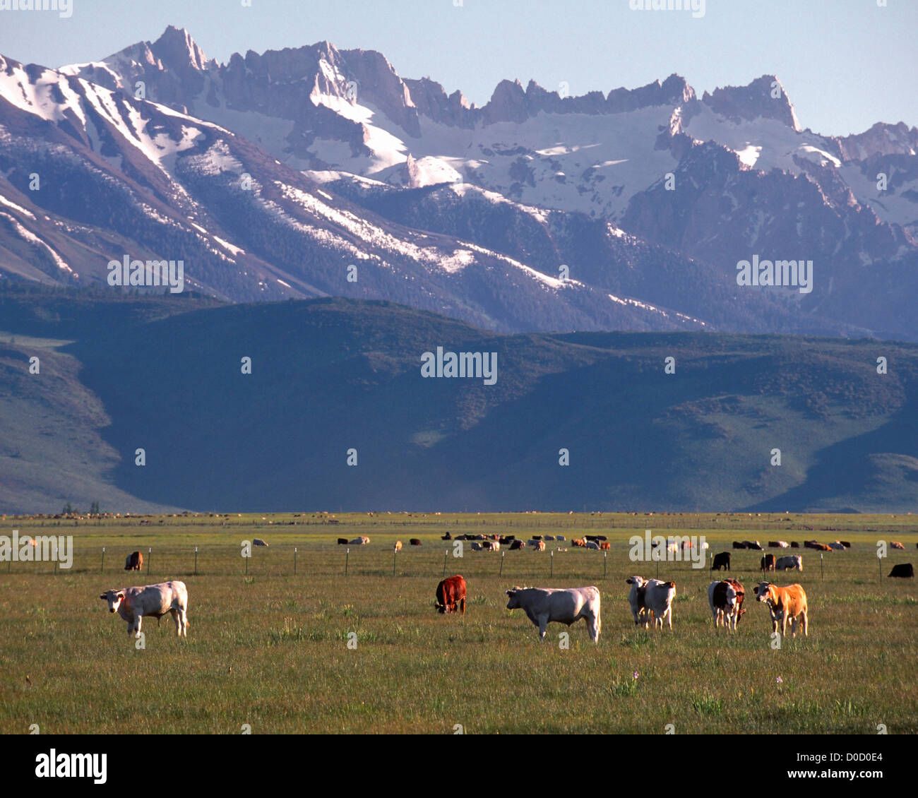 Cattle with a Stunning Sierra Nevada View Stock Photo