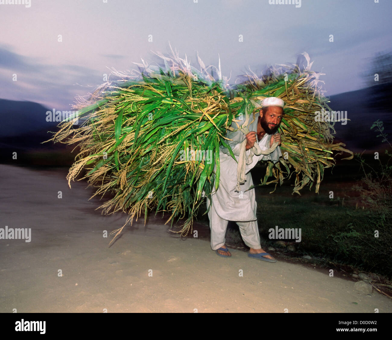 A Man Carries a Load of Corn Harvested in His Village of Watapor, Afghanistan Stock Photo