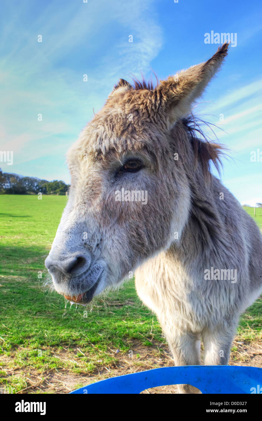 Donkey enjoying his life at an animal Sanctuary in Norfolk, East Anglia Stock Photo