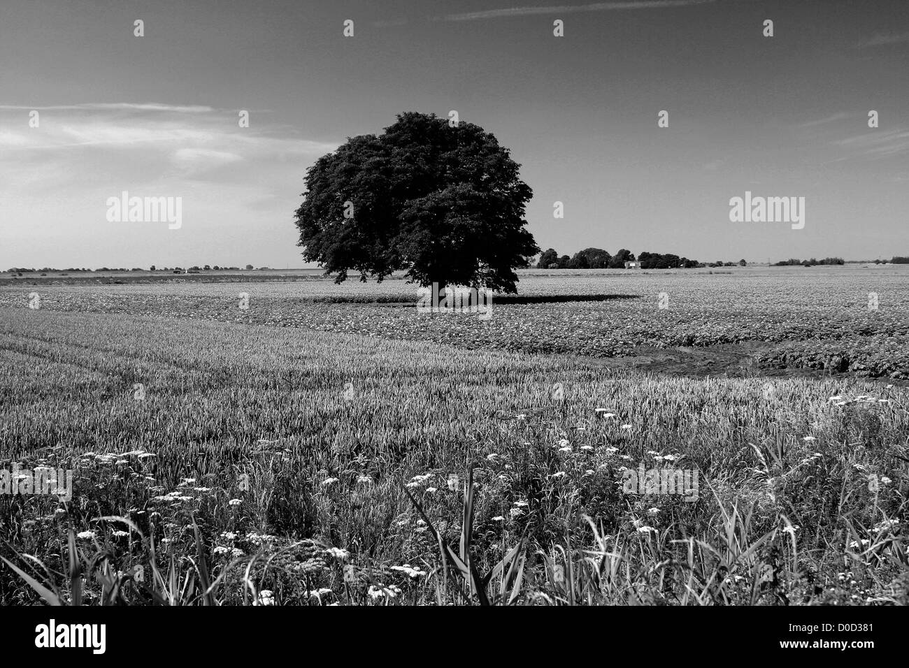 Black and white image, Fields of Potato crops, growing in a Fenland Field, Cambridgeshire, England Stock Photo