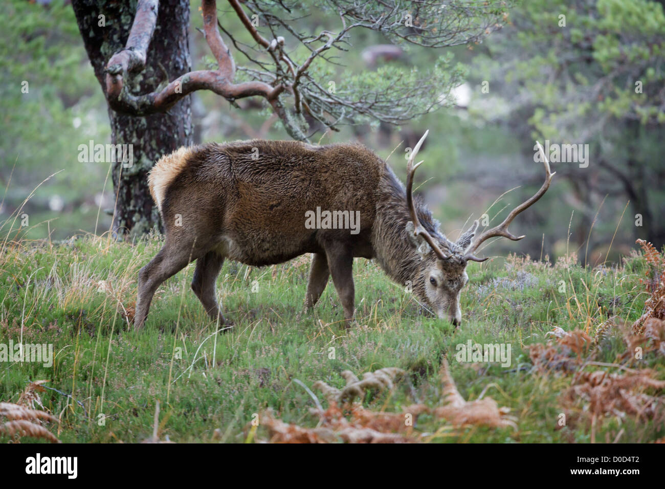 Red Deer stag (cervus elaphus) in the wild Scottish Highlands. Pictured in Glen Cannich, Inverness-shire, Scotland Stock Photo
