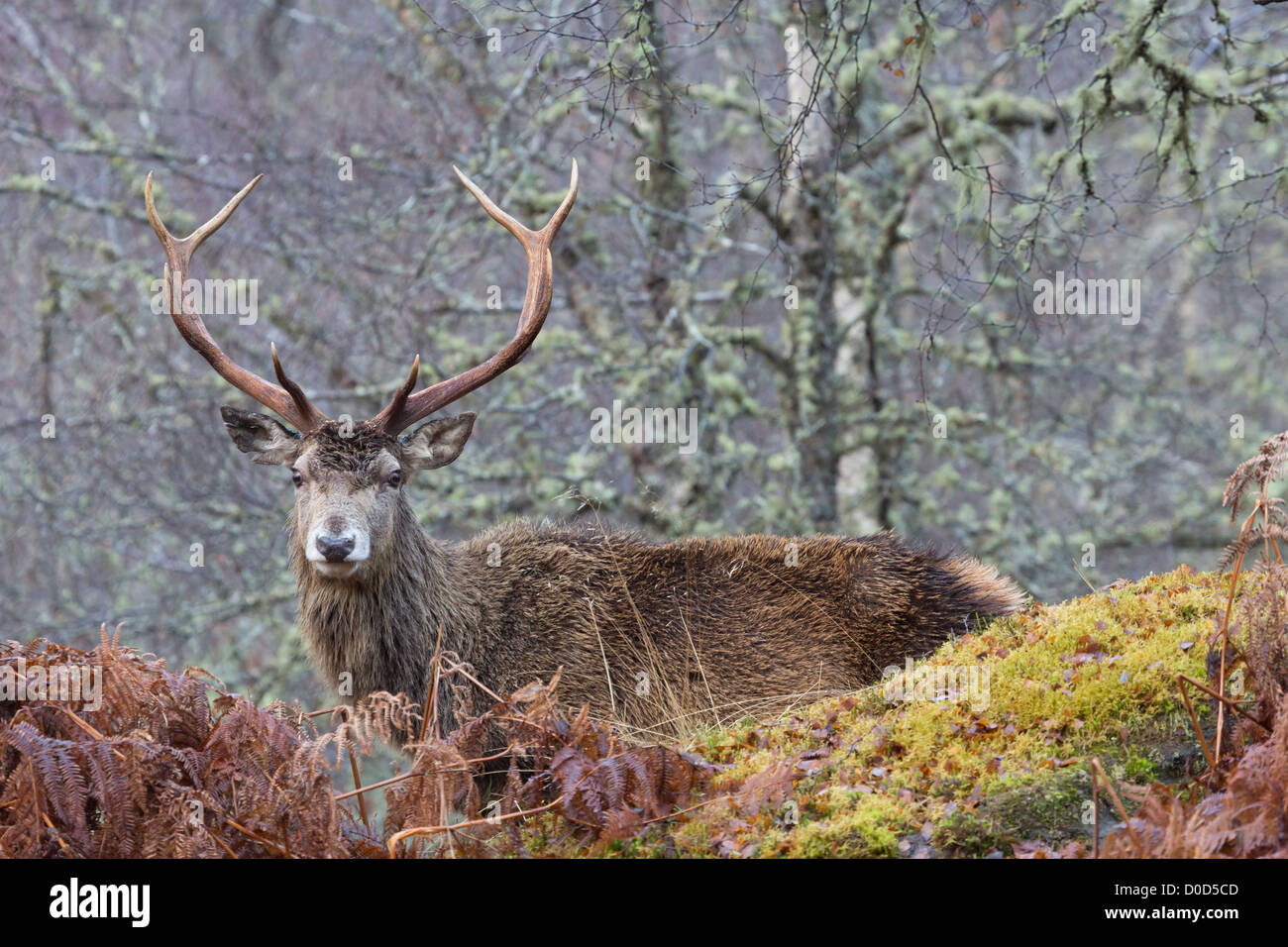 Red Deer stag (cervus elaphus) in the wild Scottish Highlands. Pictured in Glen Cannich, Inverness-shire, Scotland Stock Photo