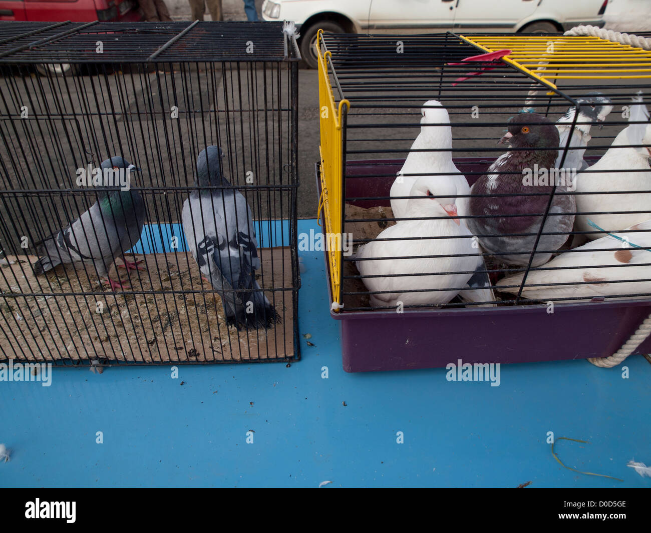 Squab game hi-res stock photography and images - Alamy