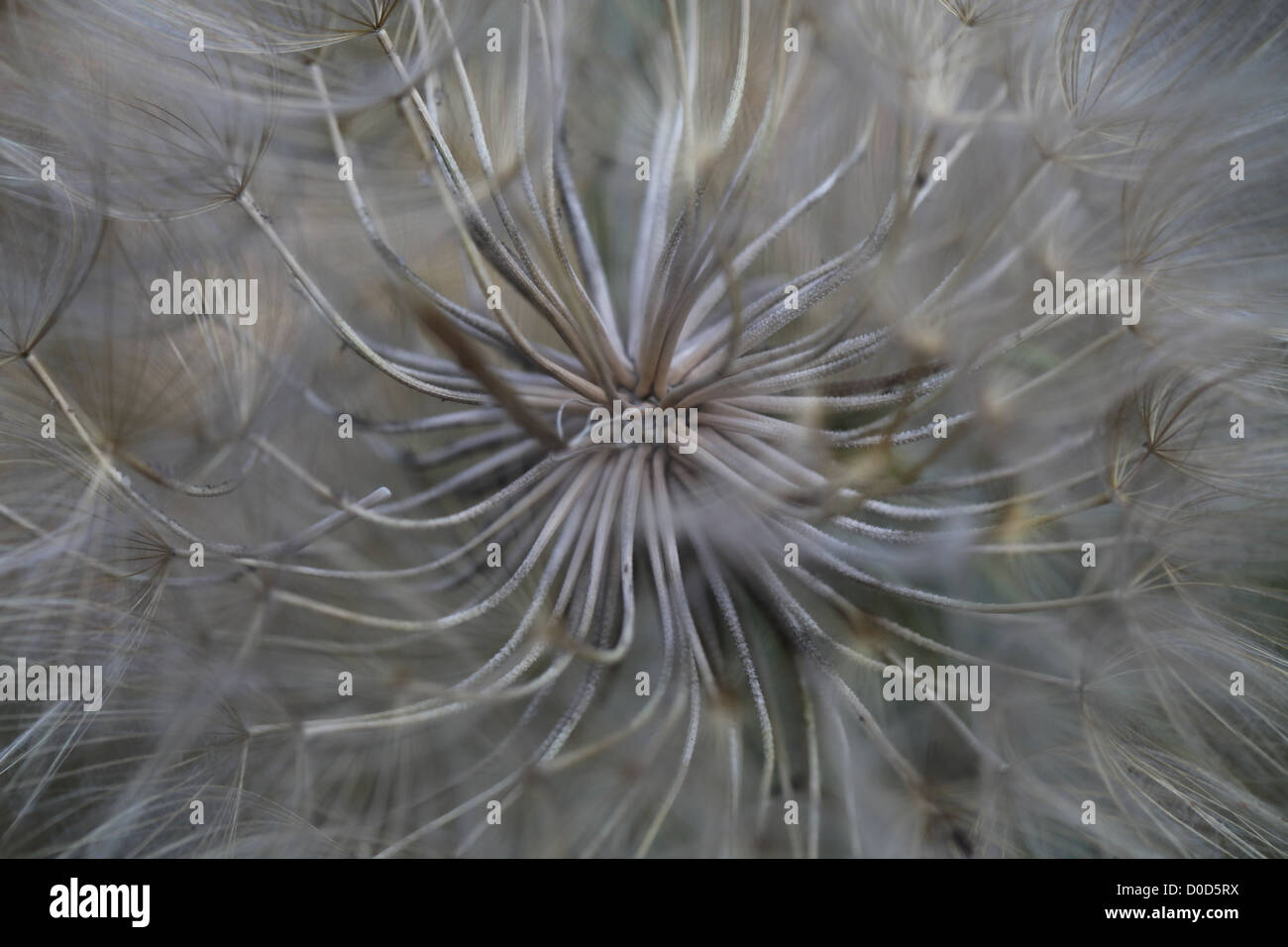 Abstract Image of a Seed Head of a Flower Stock Photo