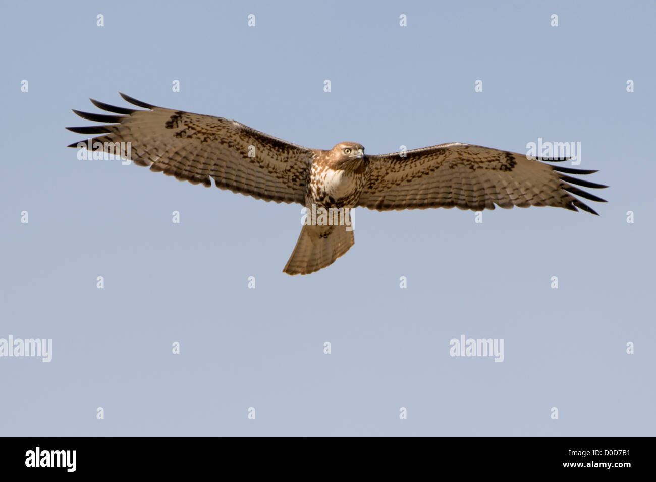Swainson's Hawk in Flight Stock Photo - Alamy