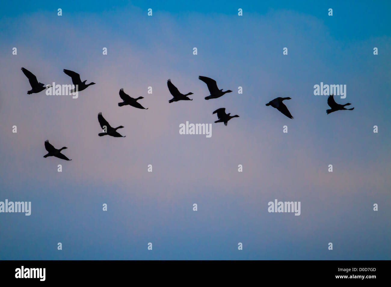 Pink-footed Goose (Anser brachyrhynchus) flock in flight at dawn, Snettisham, Norfolk Stock Photo