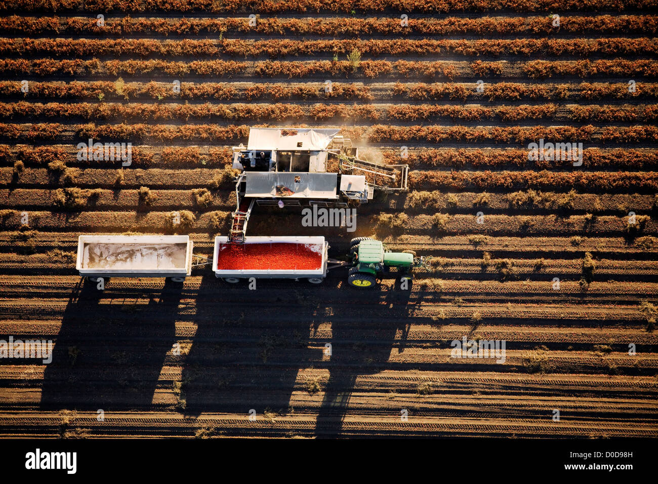 Tomato Harvester at Work Stock Photo Alamy