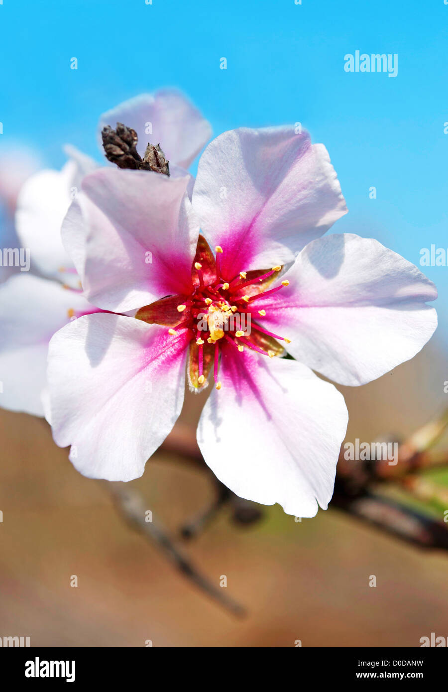 Almond flowers in April Stock Photo