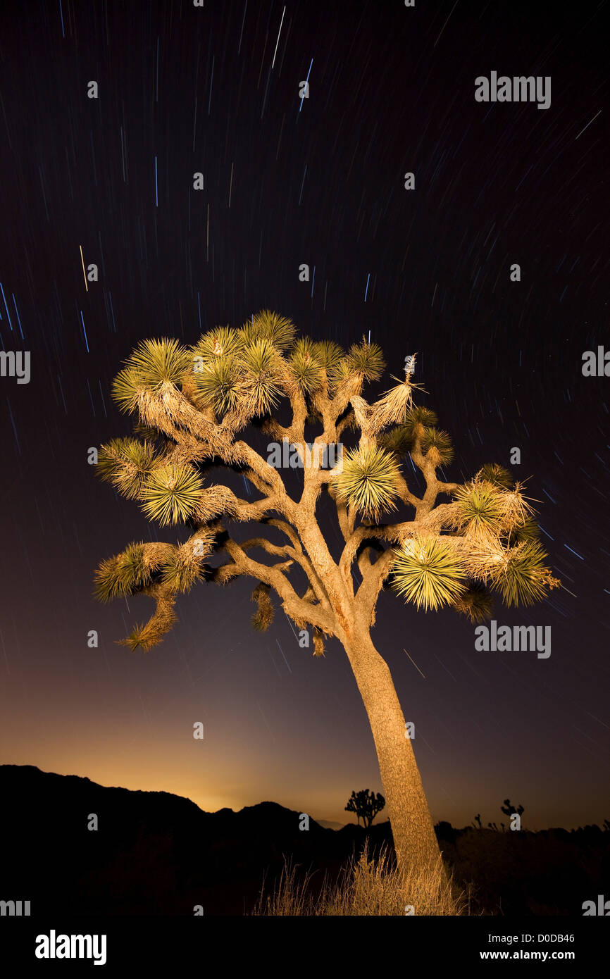 A Joshua Tree Under Star Trails with Distant Light of Dusk Stock Photo ...