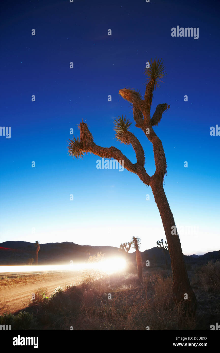 Joshua Tree at Dusk and Beam of Light Stock Photo - Alamy